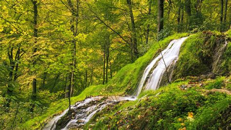Green Scenery Waterfall Stream Grass Plants Trees Forest Bushes Hd