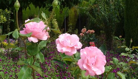 How To Grow Roses In Clay Soil Garden Guides