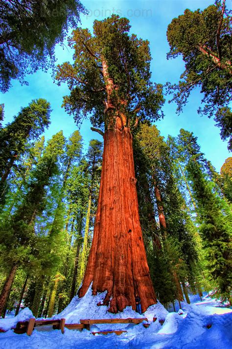 The General Sherman Tree Sequoia National Park This Is T Flickr