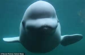 Albino Beluga Whales Squashed Nose As He Takes Closer Look At Aquarium