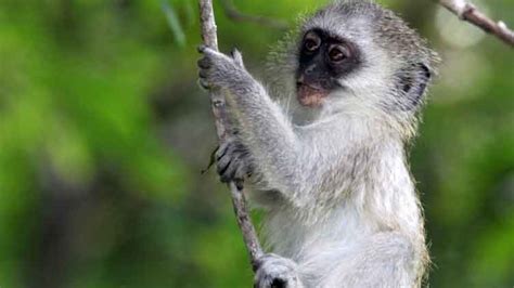 Tropical French Territory Battles Green Monkey Invasion World Dunya