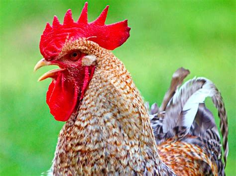 Order Your Chicken Rare Nearly Lost Breeds Make A Comeback Chicken Breeds Heritage Chickens