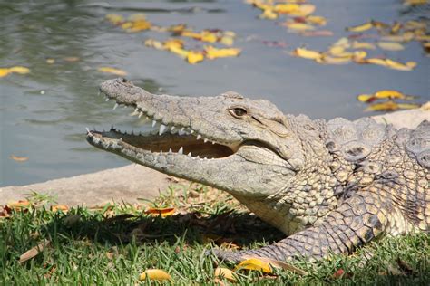 Fotos Gratis Agua Naturaleza Cuero Animal Linda Fauna Silvestre