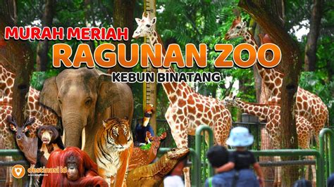 Murah Meriah Wisata Kebun Binatang Ragunan Zoo Jakarta Selatan