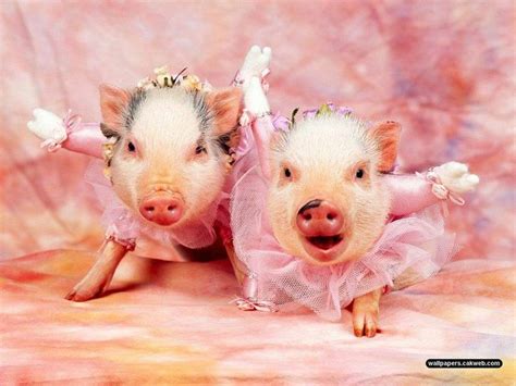 Piggie Ballet Funny Pig Pictures Funny Pigs Funny Animals