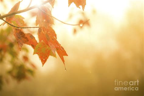 Autumn Leaves In The Rain Photograph By Diane Diederich Fine Art America