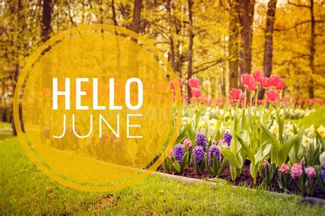 Banner Hello June New Season Welcome Card Photo With Flowers Bright