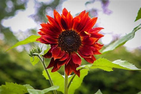 20pcs Red Sun Rare Sunflower Seeds Flowers Tall Cut Beautiful Etsy