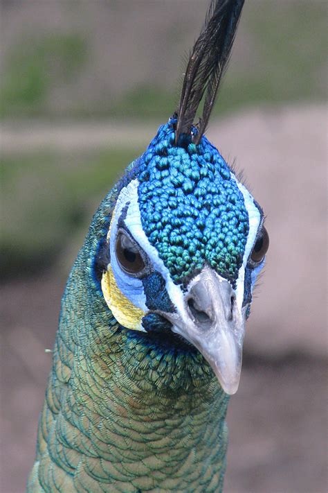 Javanese Green Peafowl