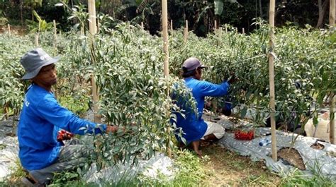 Semangat Tanihub Dan Tanifund Sejahterakan Petani Di Indonesia