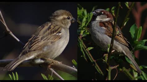 Sparrow Mating Song Call And Behavior Habits Youtube