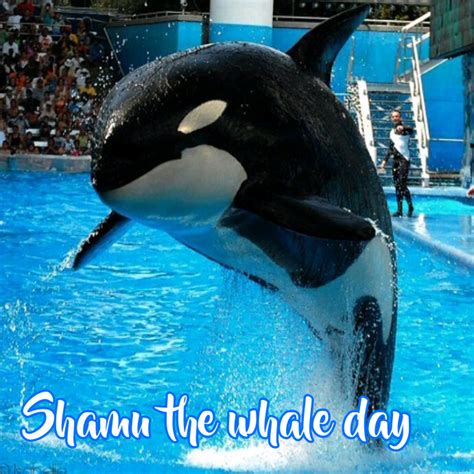 Shamu The Whale Day Instagram Post Template Postermywall