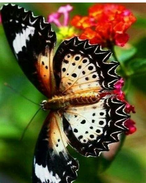 Pin By Ghada Elsayed On Flowers Butterfly Pictures Beautiful