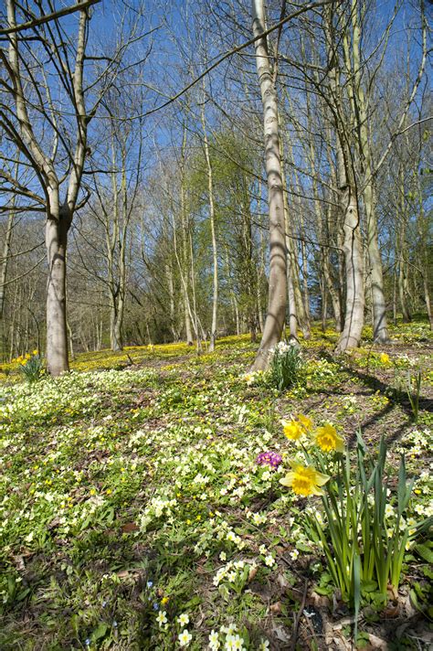 Woodland In Spring Creative Commons Stock Image