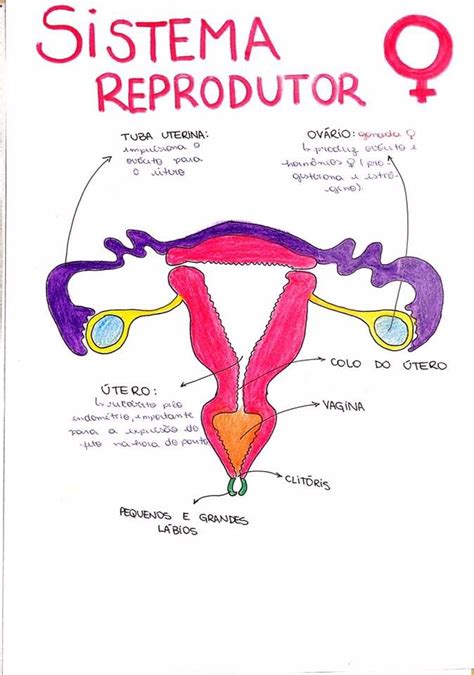 SISTEMA REPRODUTOR FEMININO MAPA MENTAL Anatomia Humana I