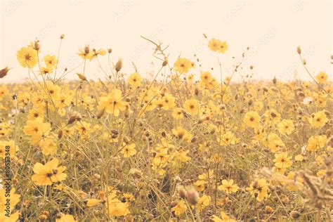 Yellow Flower Field Meadow Vintage Retro Foto De Stock Adobe Stock