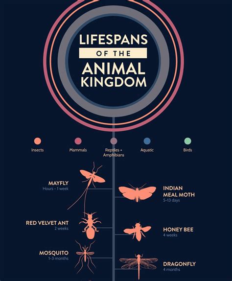 Heres How Long Different Animals Live For