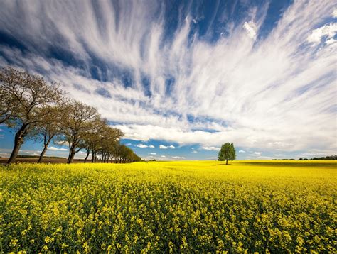 Nature Rapeseed Hd Wallpaper