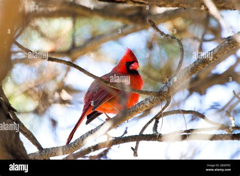 Red Cardinal Male In A Tree Singing For A Mate Stock Photo Alamy