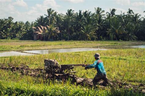 Image Of Farmer Plowing The Land In A Rice Plantation Free Photo