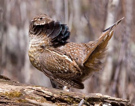 Ruffed Grouse Why Its The State Bird Of Pennsylvania