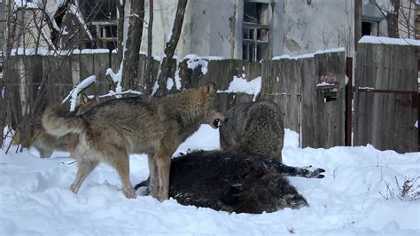 How These Wolves Thrive In The Chernobyl Radiation Zone Bark Post