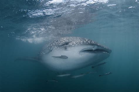 Обои на рабочий стол Китовая акула в Сиамском заливе фотограф Дмитрий