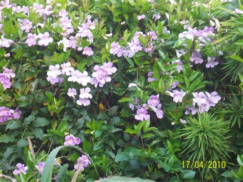 What does a lavender trumpet vine look like? Stars SoCal Succulents and Cactus: Lavender Trumpet vine ...