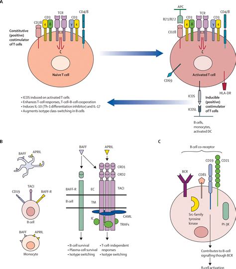 Common Variable Immunodeficiency A New Look At An Old Disease The Lancet