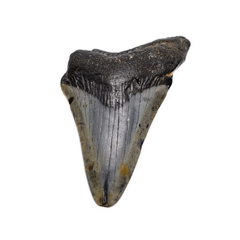 Megalodon Fossil Shark Tooth The Fossil Cartel