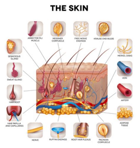 Skin Anatomy 2