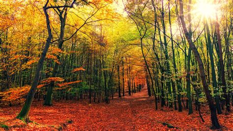 Download Wallpaper 1280x720 Forest Trail Autumn Trees Leaves
