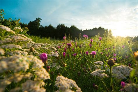 Free Flower Field At Sunset Stock Photo