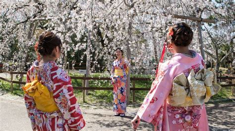 Japans Cherry Blossom Earliest Peak Since 812 Bbc News