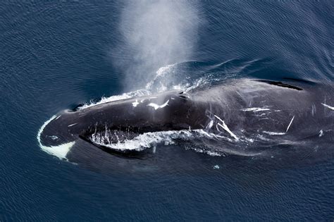 Bowhead Whale Norsk Polarinstitutt