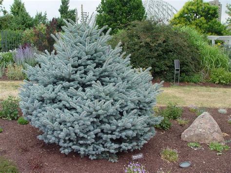 Picea Pungens Montgomery Montgomery Dwarf Blue Spruce City Of