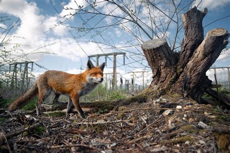 Incredible Winners Of The 2023 British Wildlife Photography Awards