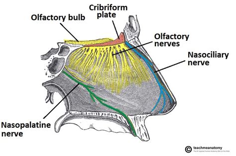 The Olfactory Nerve Cn I Pathway Anosmia Teachmeanatomy