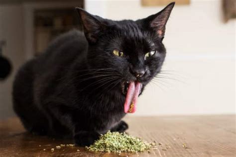 Colección Fotográfica De Gatos Drogados Con Catnip Pothead Media