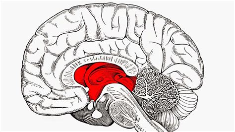 ¿para Qué Sirve El Tálamo Funciones Principales