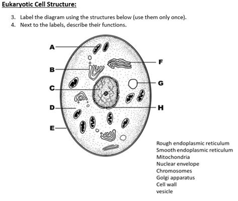 Eukaryotic Cell Labeled And Function