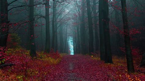 Wallpaper Sunlight Landscape Fall Leaves Nature Red