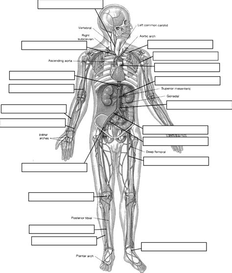 Circulatory System Labeling Human Anatomy And Physiology Anatomy And
