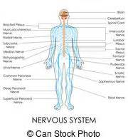 The peripheral nervous system is made of up of the autonomic nervous system and somatic nervous system. Nervous System Diagram Nerves : Blank Nervous System ...