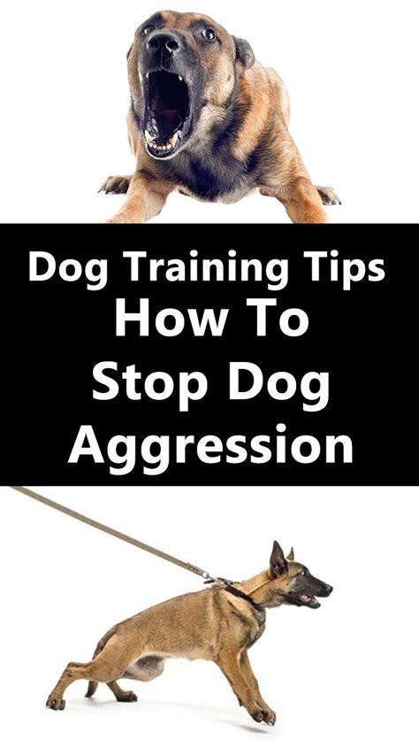 Valuable Tips How To Stop Dog Aggression Dog Training Cute Puppy