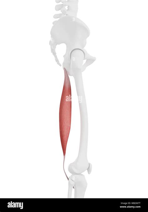 El Músculo Semitendinoso Equipo De Ilustración Fotografía De Stock Alamy
