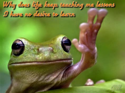 Life Keep Teaching Funny Frogs Frog Cute Frogs