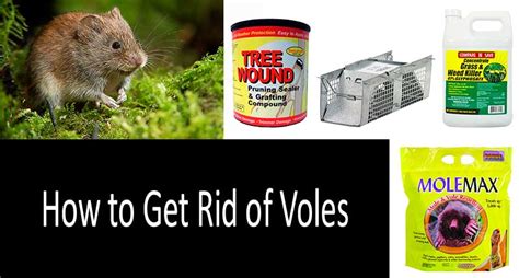 How To Get Rid Of Voles 10 Best Vole Traps Repellents And Poisons In 2020