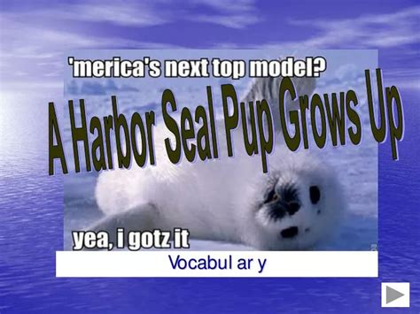 Ppt A Harbor Seal Pup Grows Up Powerpoint Presentation Free Download