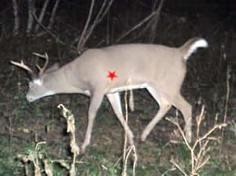 Whitetail Shot Placement 24hourcampfire